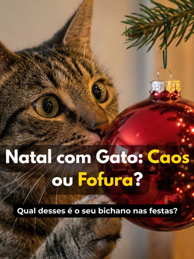 Natal com Gato: Caos ou Fofura?
